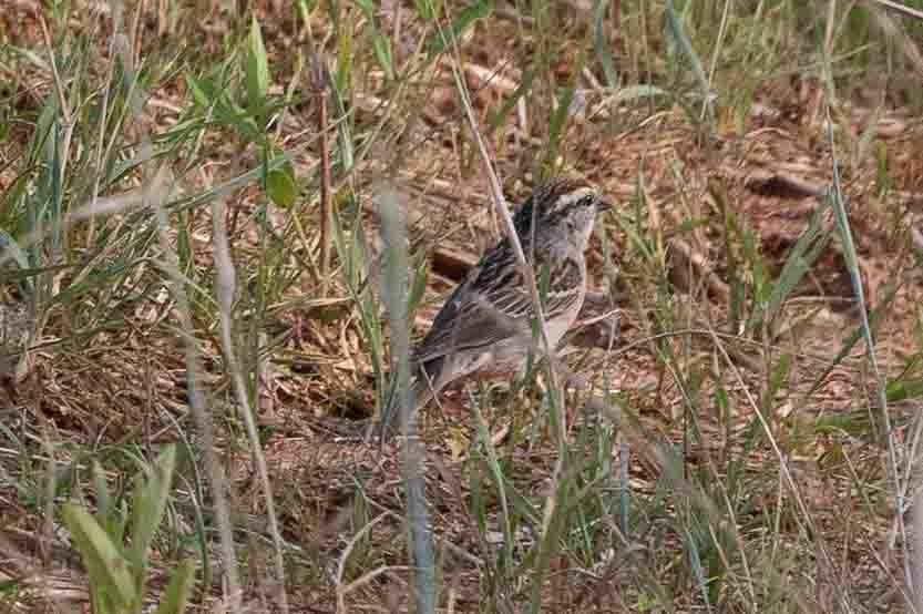 Chipping Sparrow - ML620648142