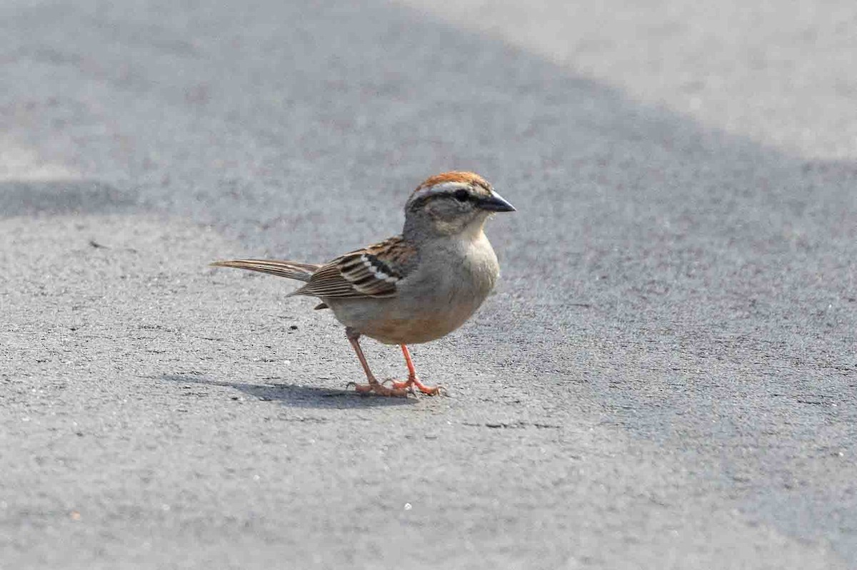 Chipping Sparrow - ML620648143