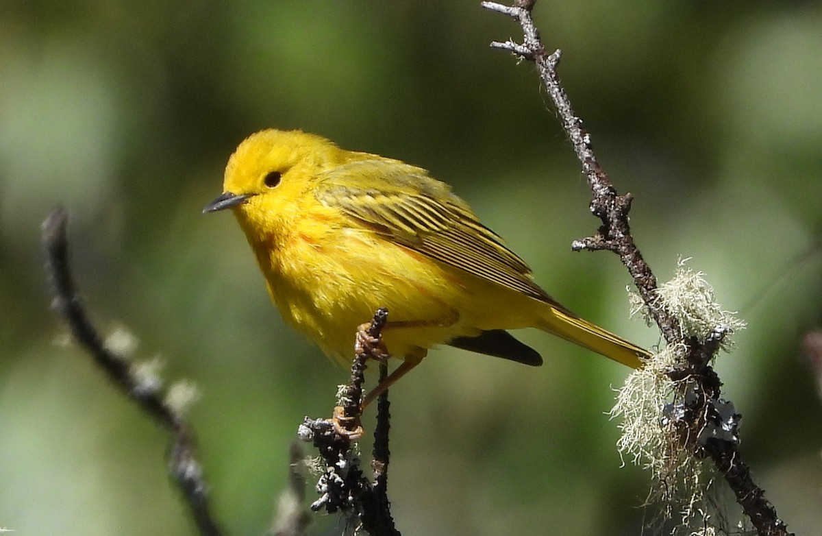 Yellow Warbler - ML620648145