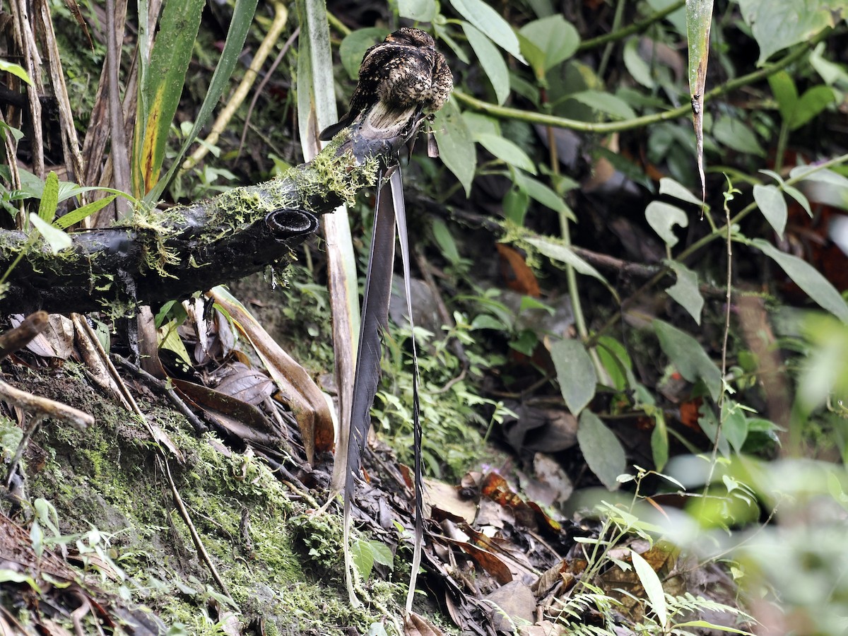 Lyre-tailed Nightjar - ML620648146