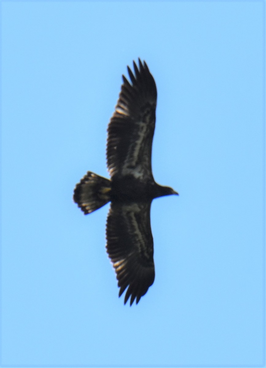 Bald Eagle - Robert Bradley