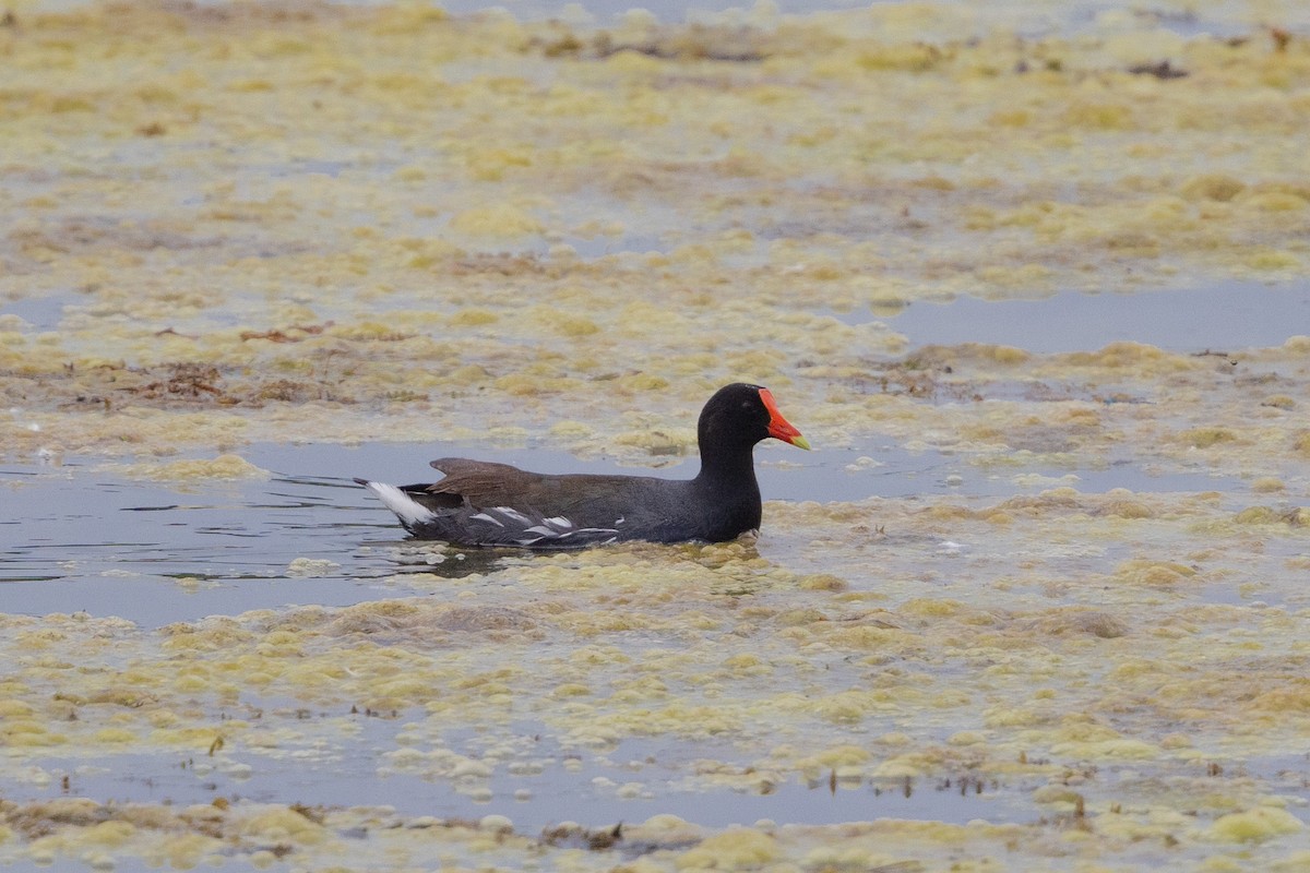 Common Gallinule - ML620648150