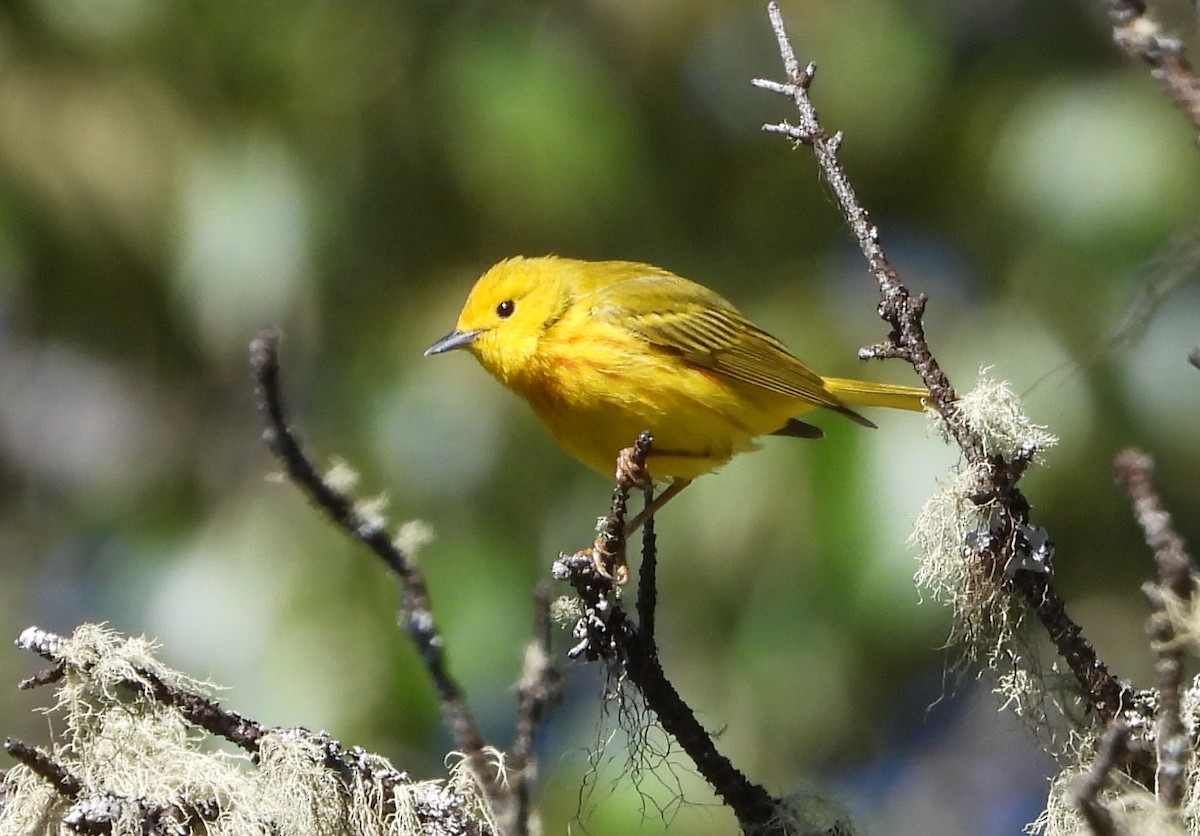 Yellow Warbler - ML620648151