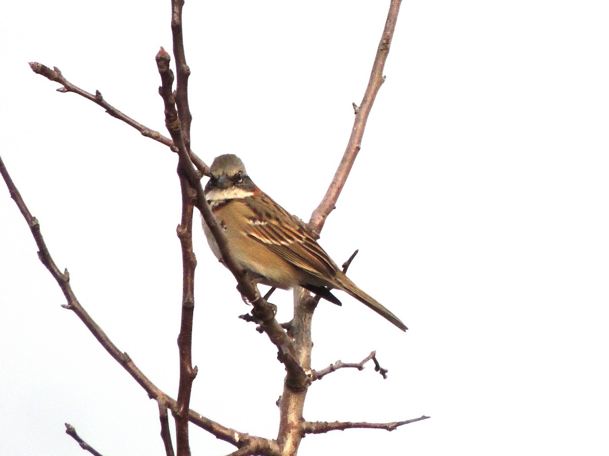 Rufous-collared Sparrow (Patagonian) - ML620648153