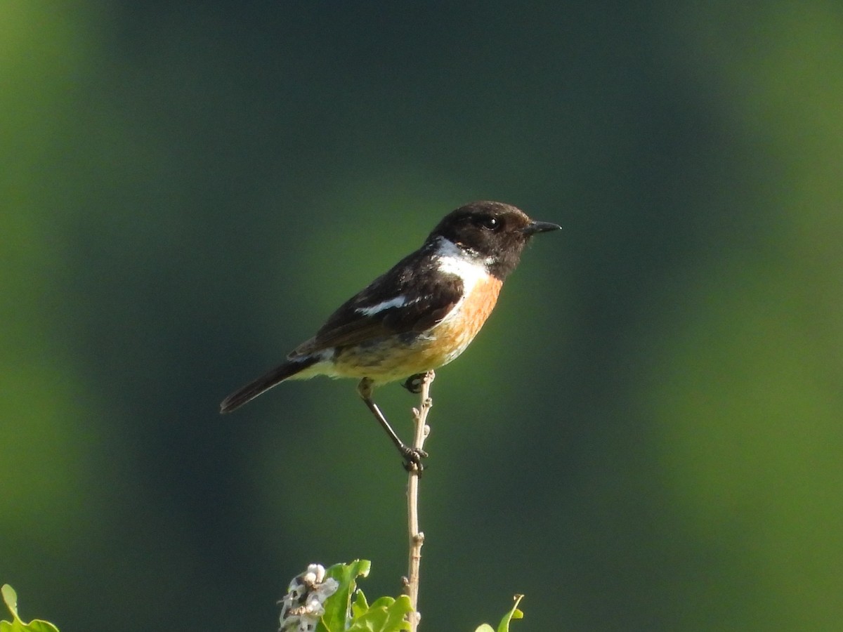 European Stonechat - ML620648154