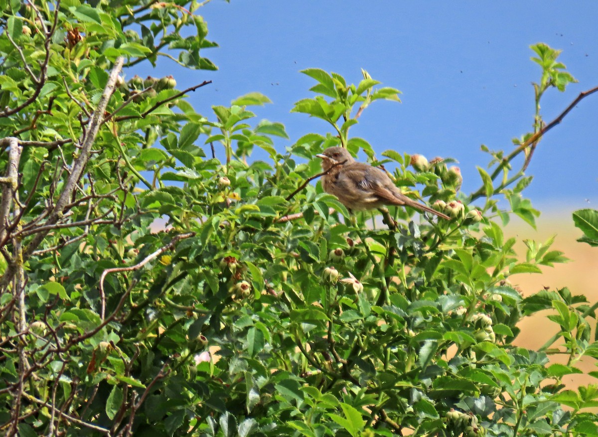 Curruca Carrasqueña Occidental - ML620648155