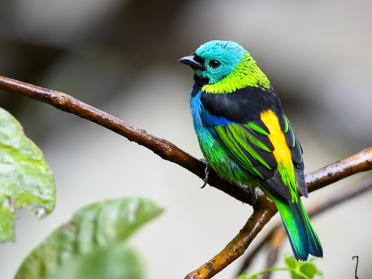 Green-headed Tanager - ML620648162