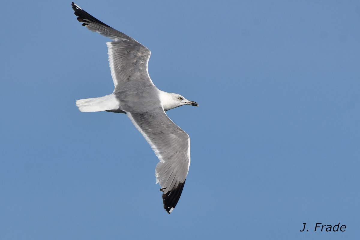 Yellow-legged Gull - ML620648163