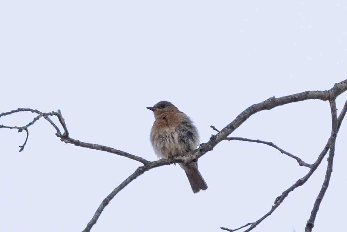 Eastern Bluebird (Eastern) - ML620648164