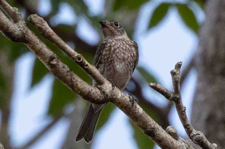 Eastern Bluebird (Eastern) - ML620648167