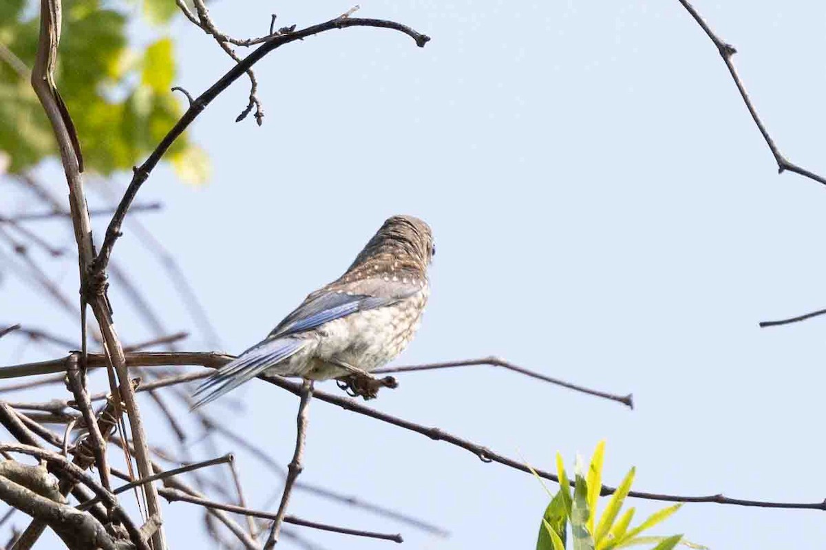 Eastern Bluebird (Eastern) - ML620648169