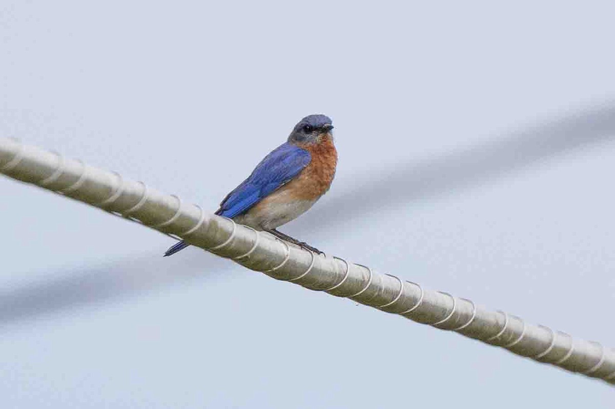 Eastern Bluebird (Eastern) - ML620648170