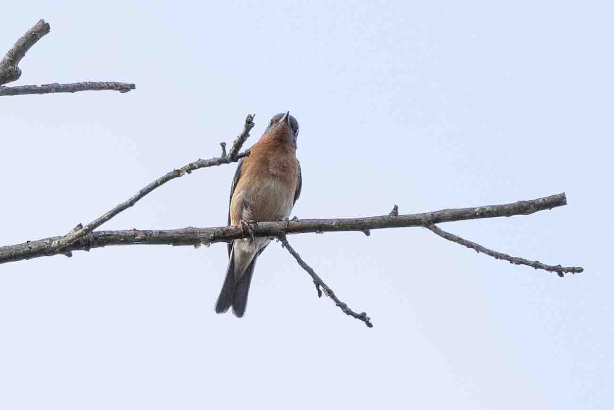 Eastern Bluebird (Eastern) - ML620648171