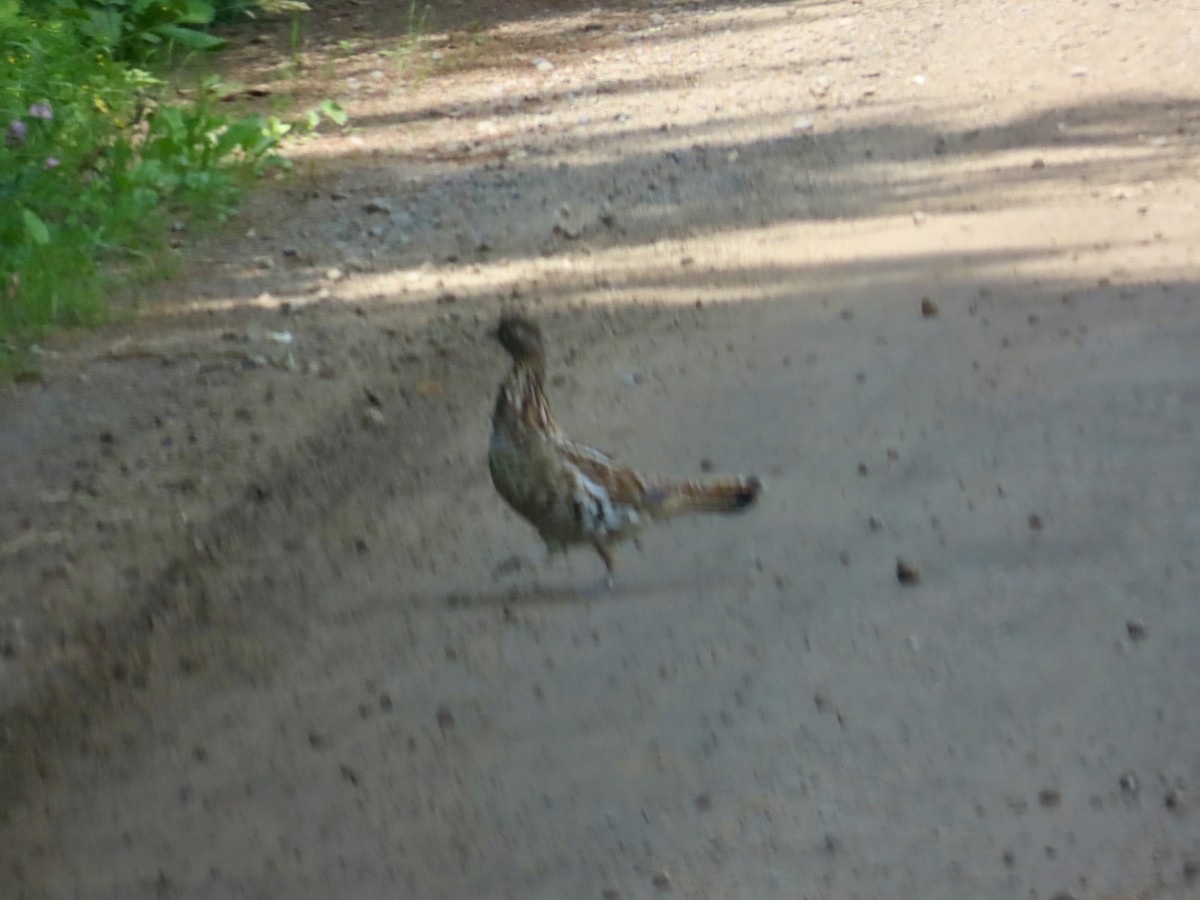 Ruffed Grouse - ML620648173