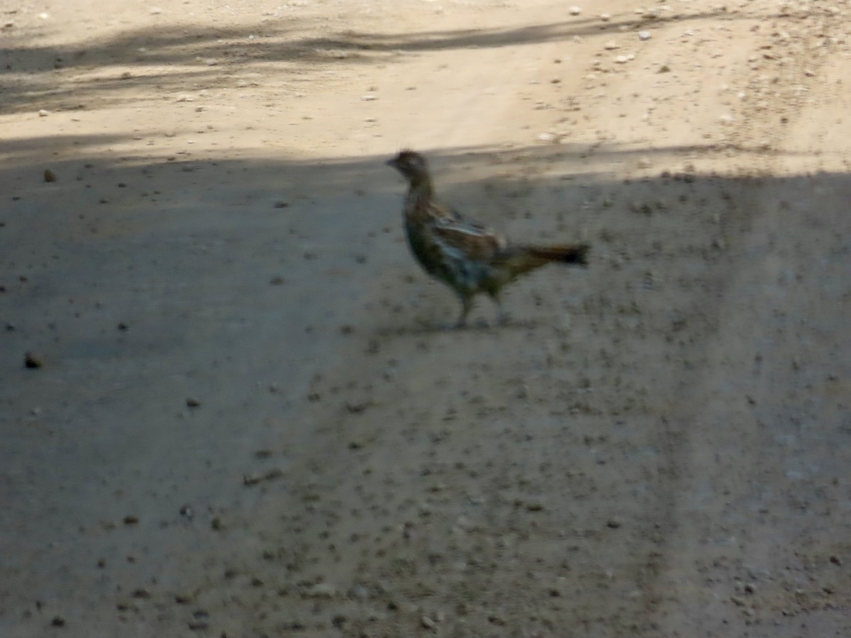 Ruffed Grouse - ML620648174