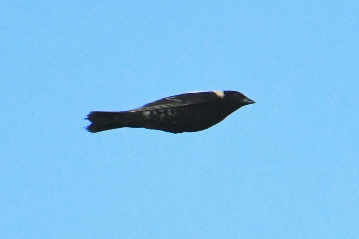 bobolink americký - ML620648178