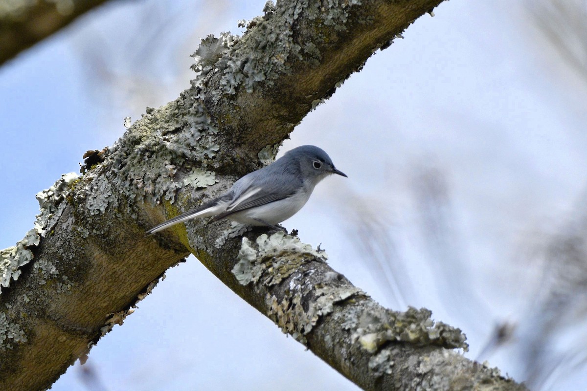 Blue-gray Gnatcatcher - ML620648182