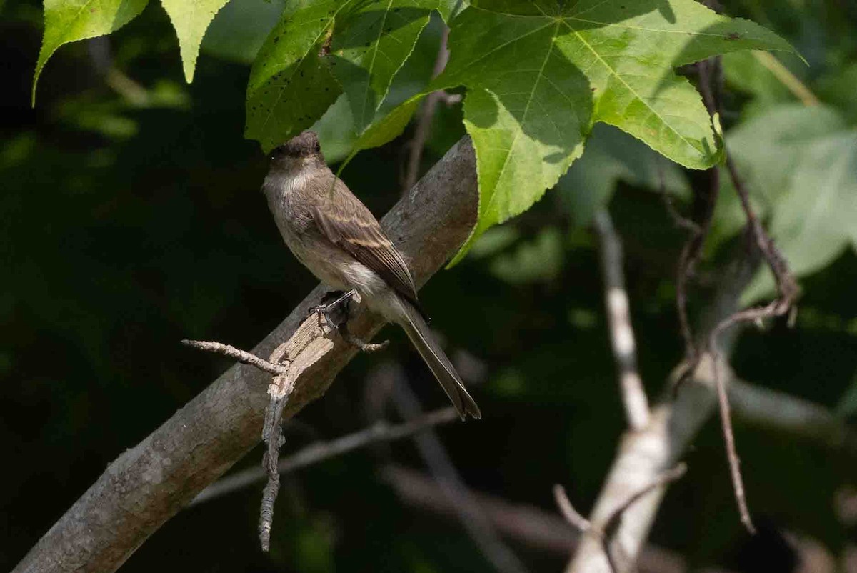 Светлобрюхий фиби - ML620648185