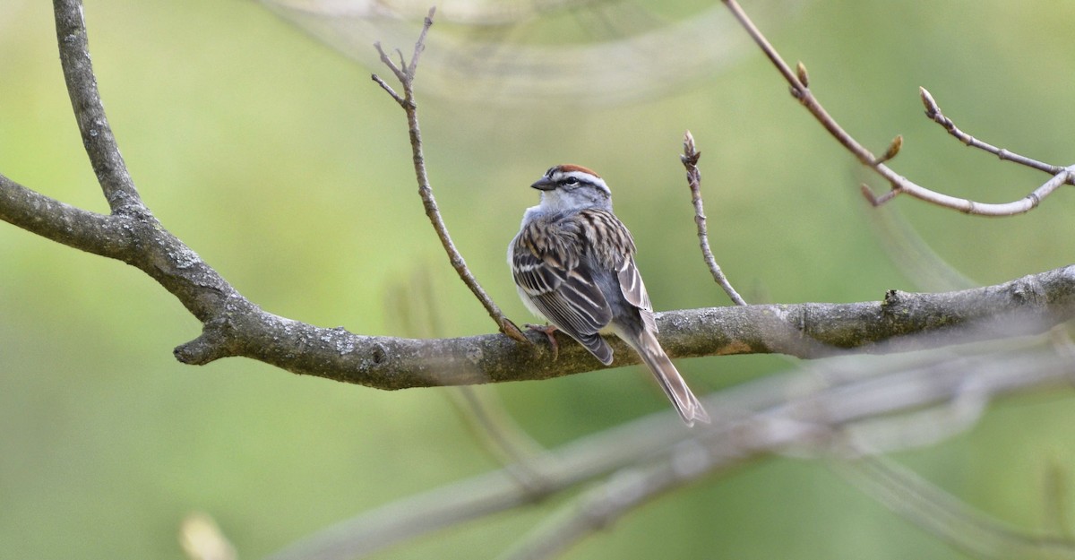 Chipping Sparrow - ML620648187