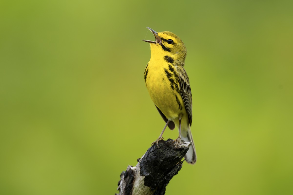 Prairie Warbler - ML620648188