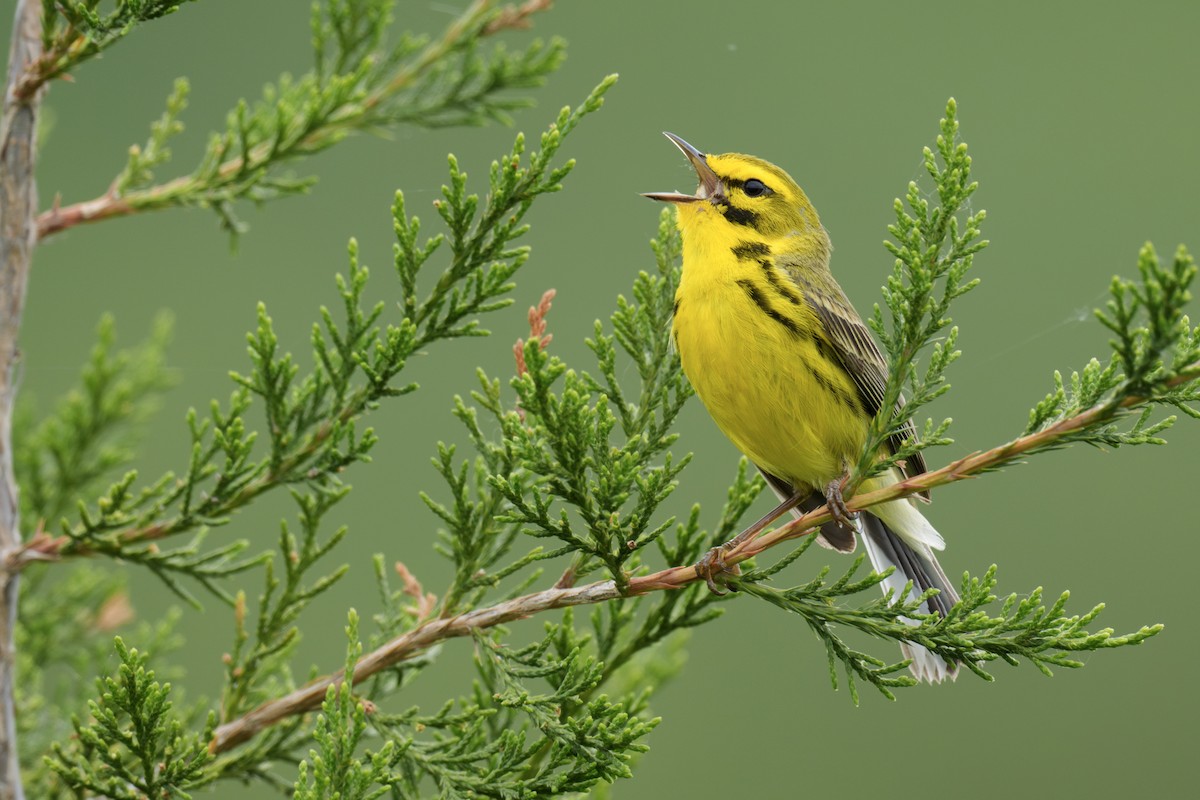 Prairie Warbler - ML620648189