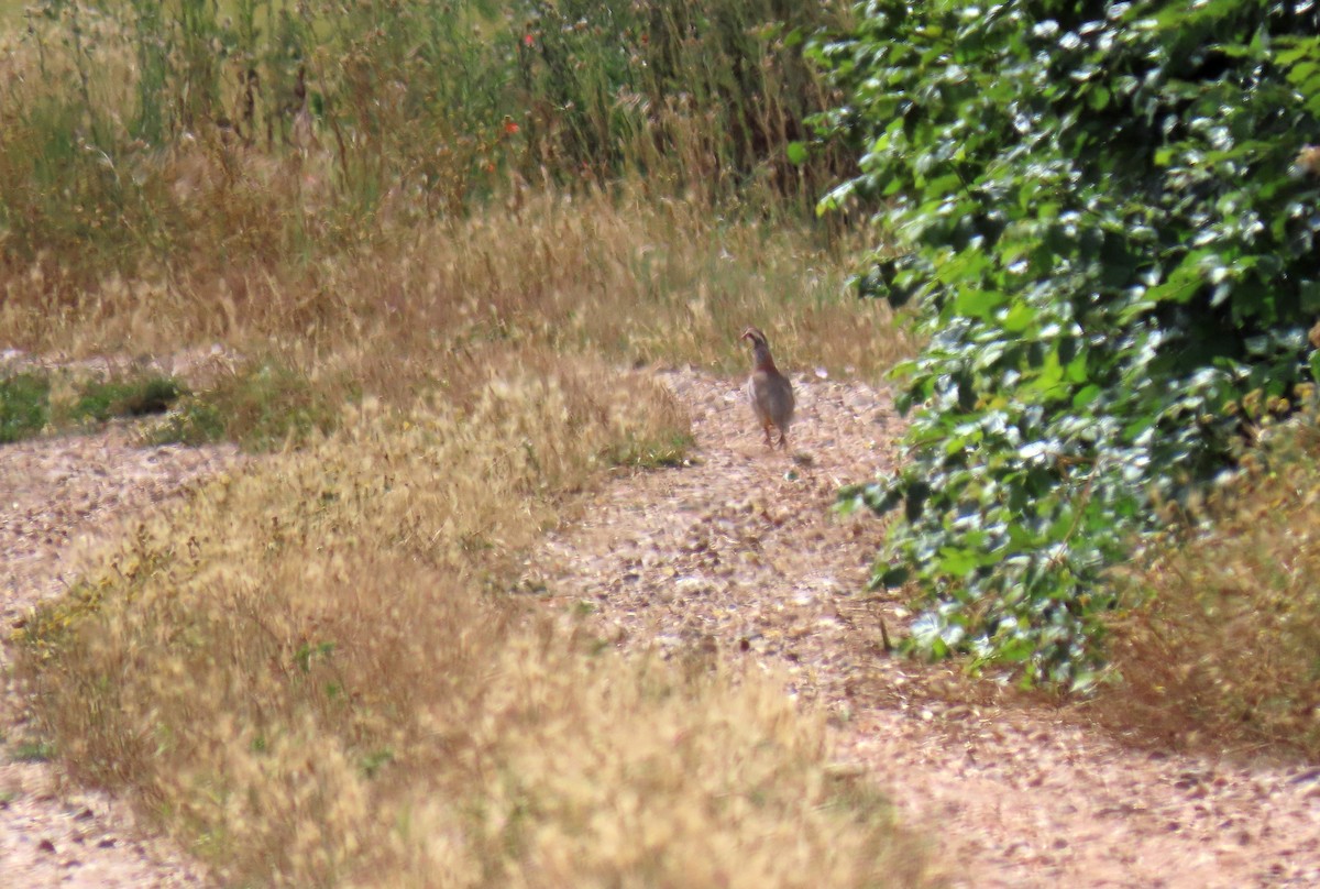 Red-legged Partridge - ML620648194