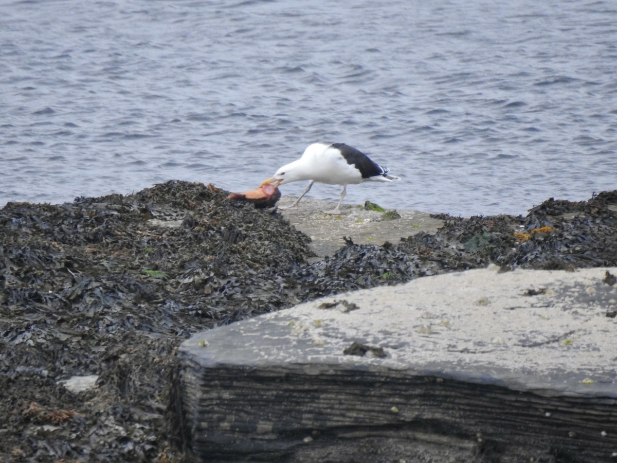 Great Black-backed Gull - ML620648195