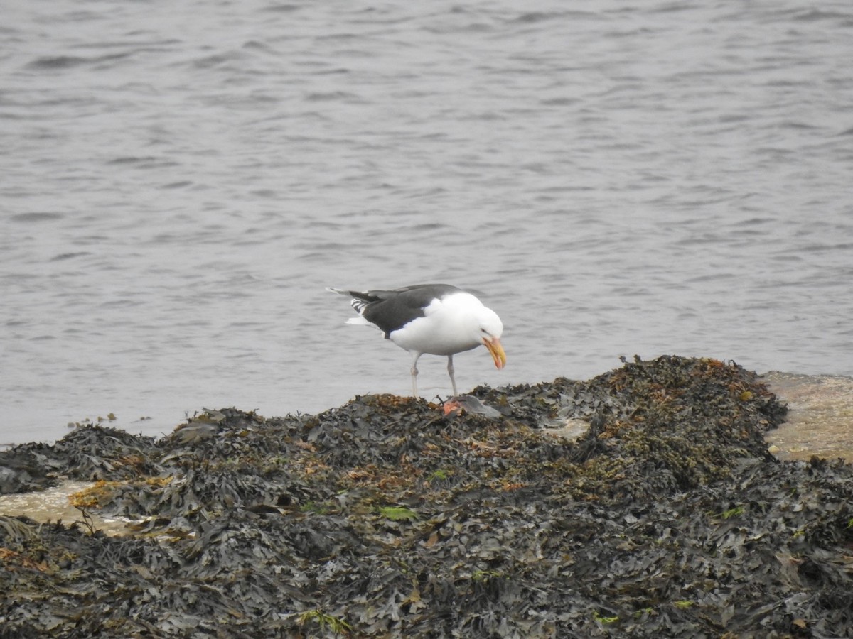 Great Black-backed Gull - ML620648196