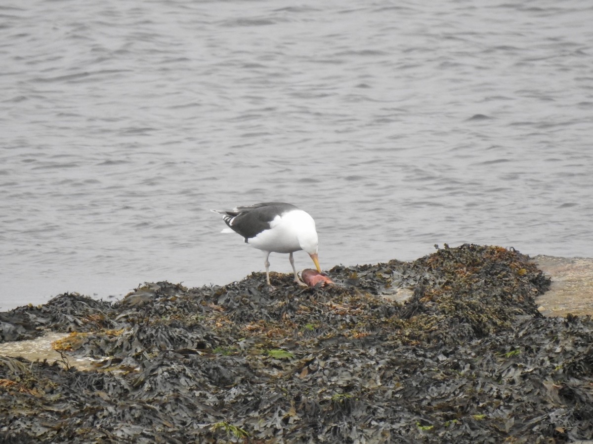 Great Black-backed Gull - ML620648197