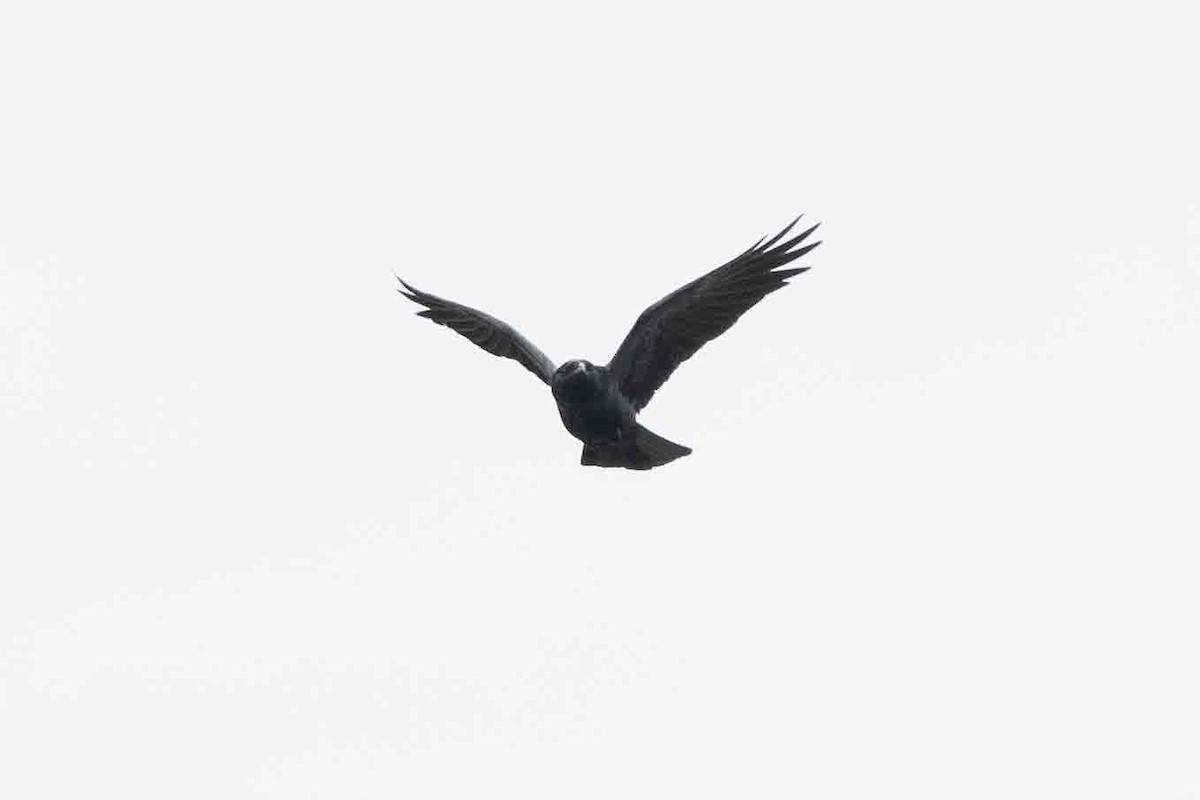 Fish Crow - ML620648198