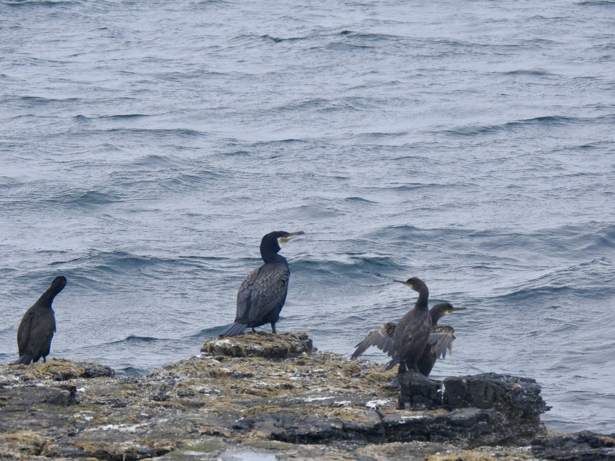 Cormorán Grande (Atlántico norte) - ML620648199