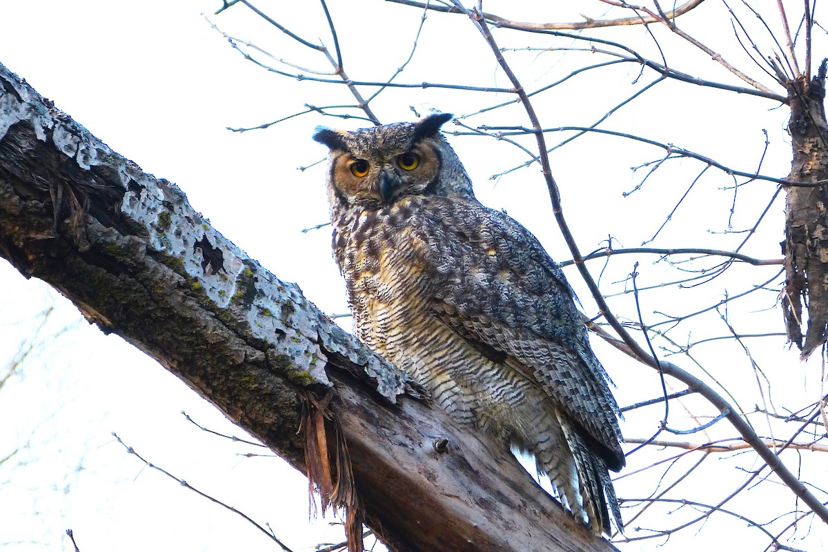 Great Horned Owl - Maurice Raymond