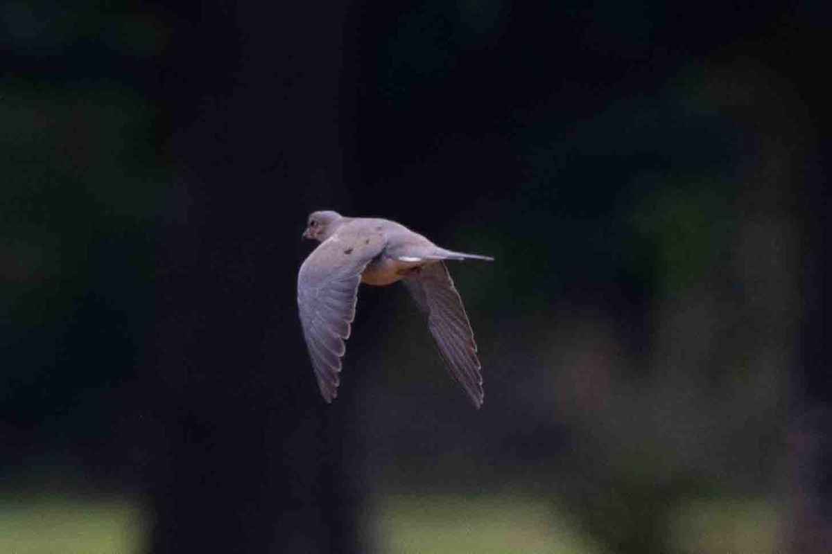 Mourning Dove - ML620648201