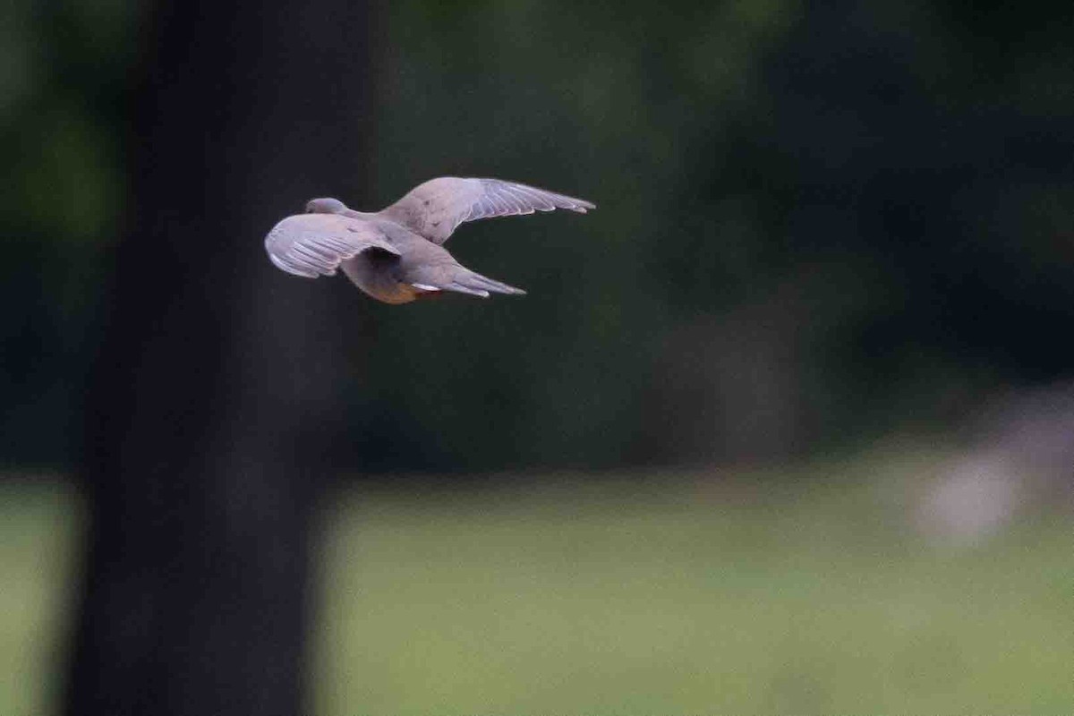 Mourning Dove - ML620648202