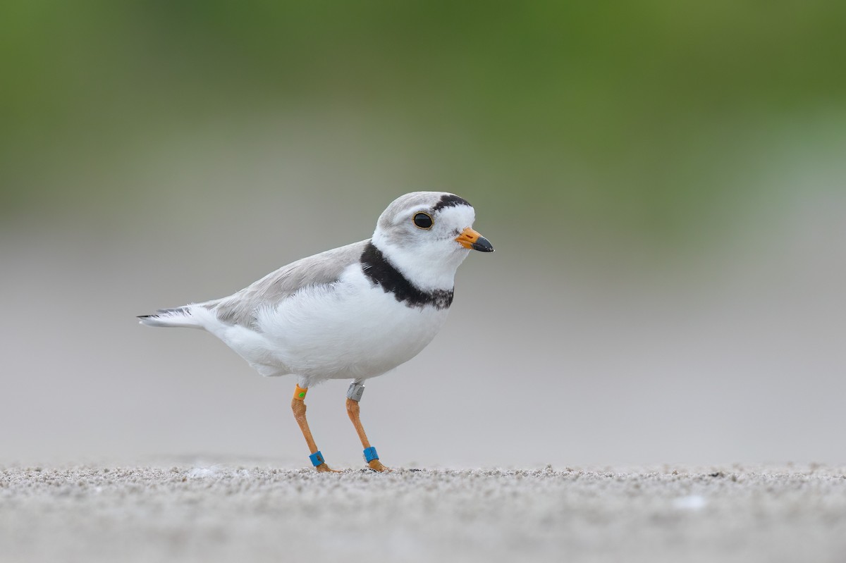 Piping Plover - ML620648204