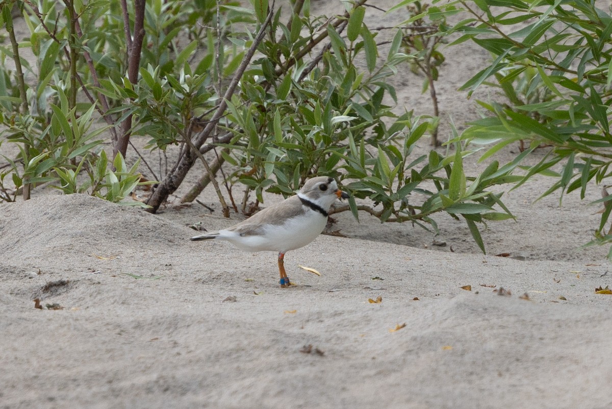 Piping Plover - ML620648205