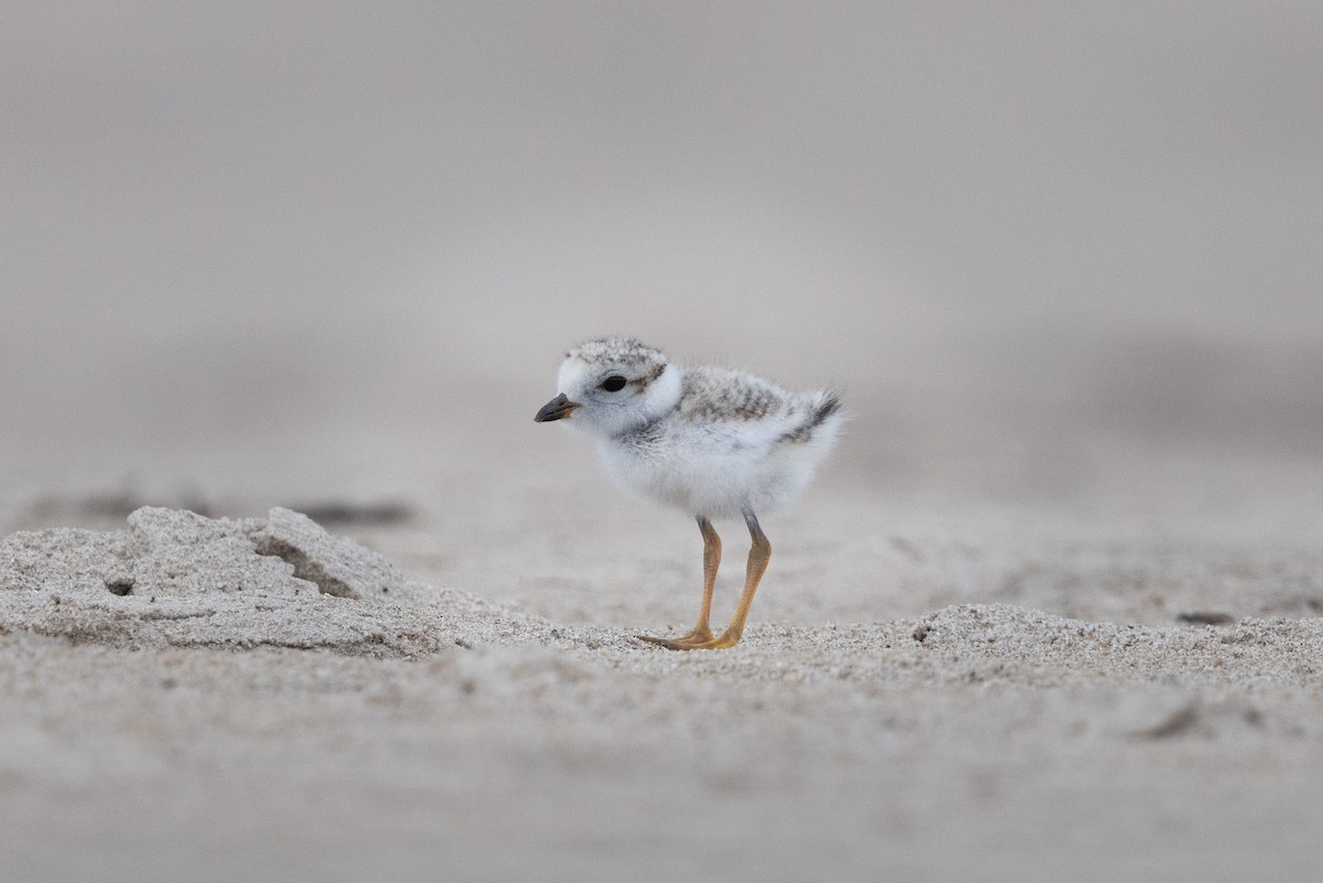 Piping Plover - ML620648206