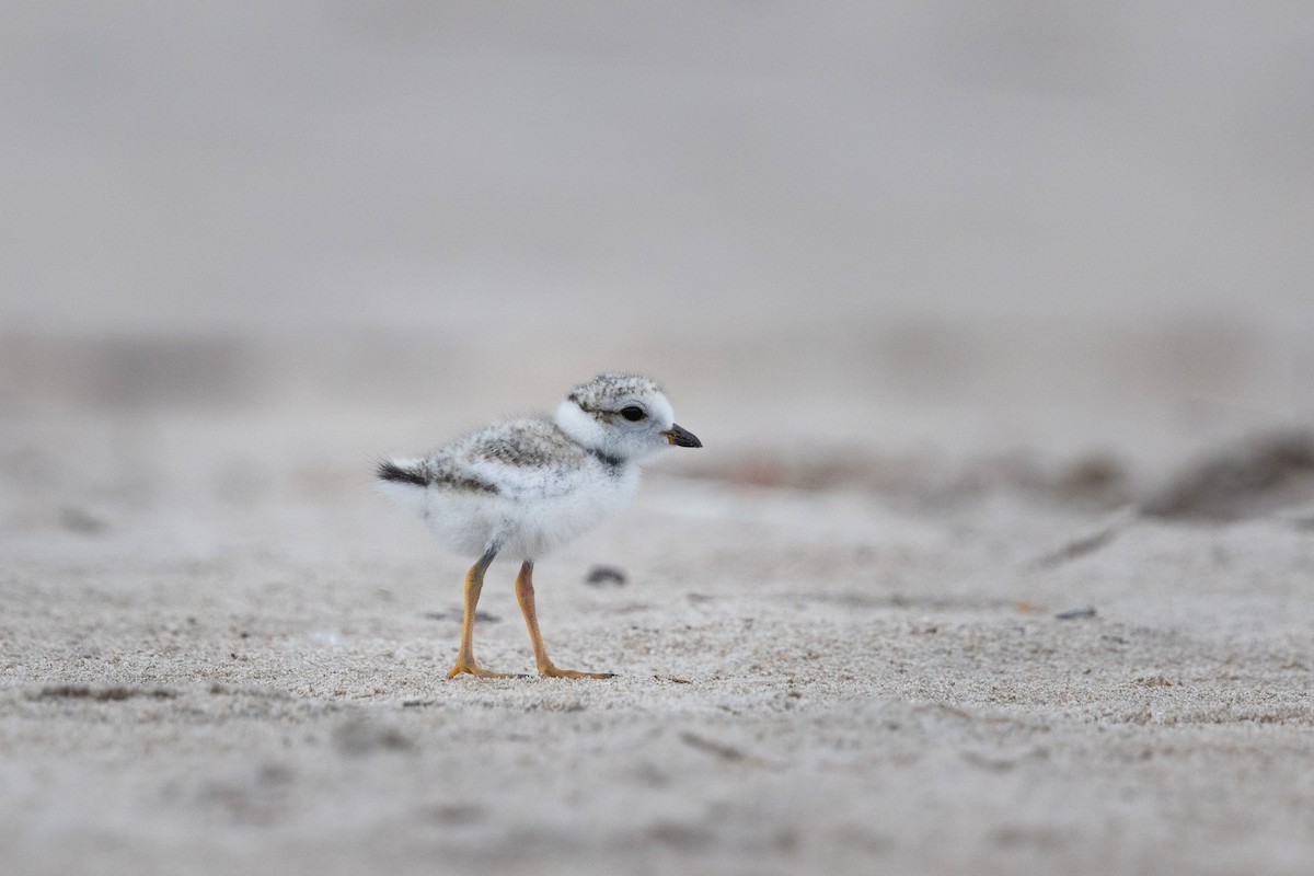 Piping Plover - ML620648207