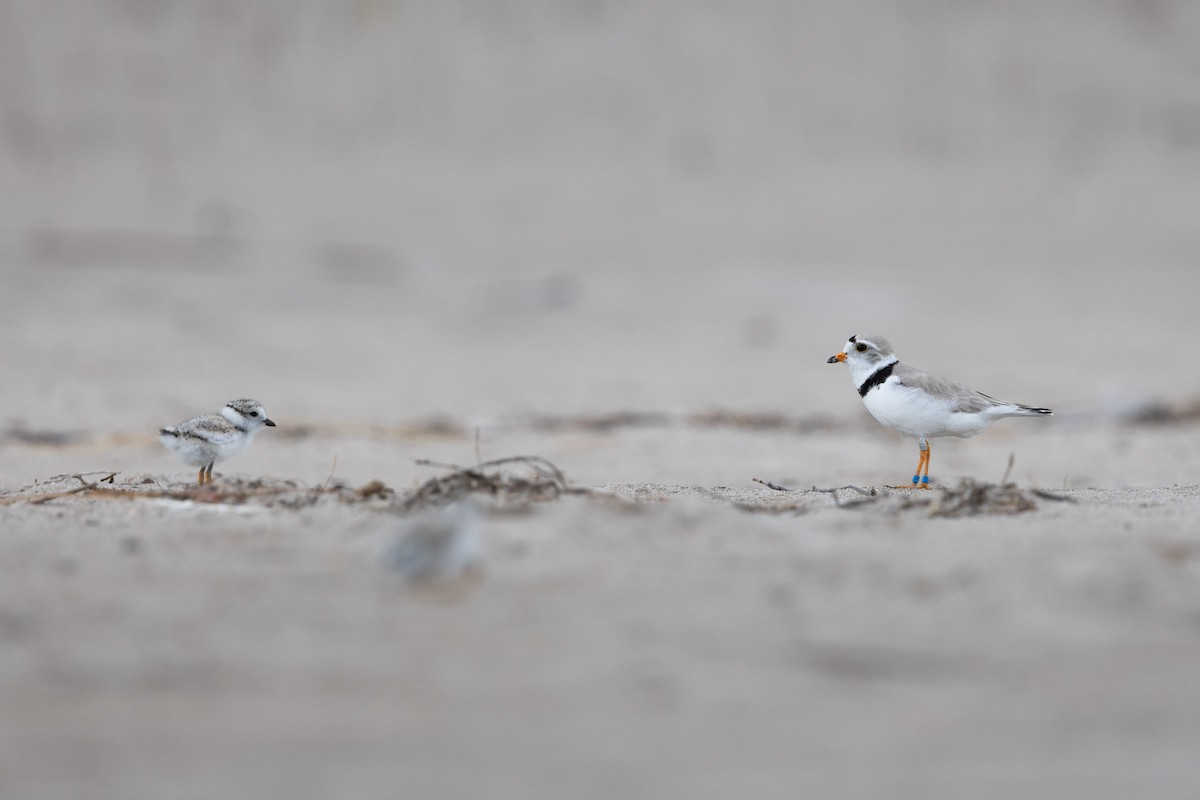 Piping Plover - ML620648209