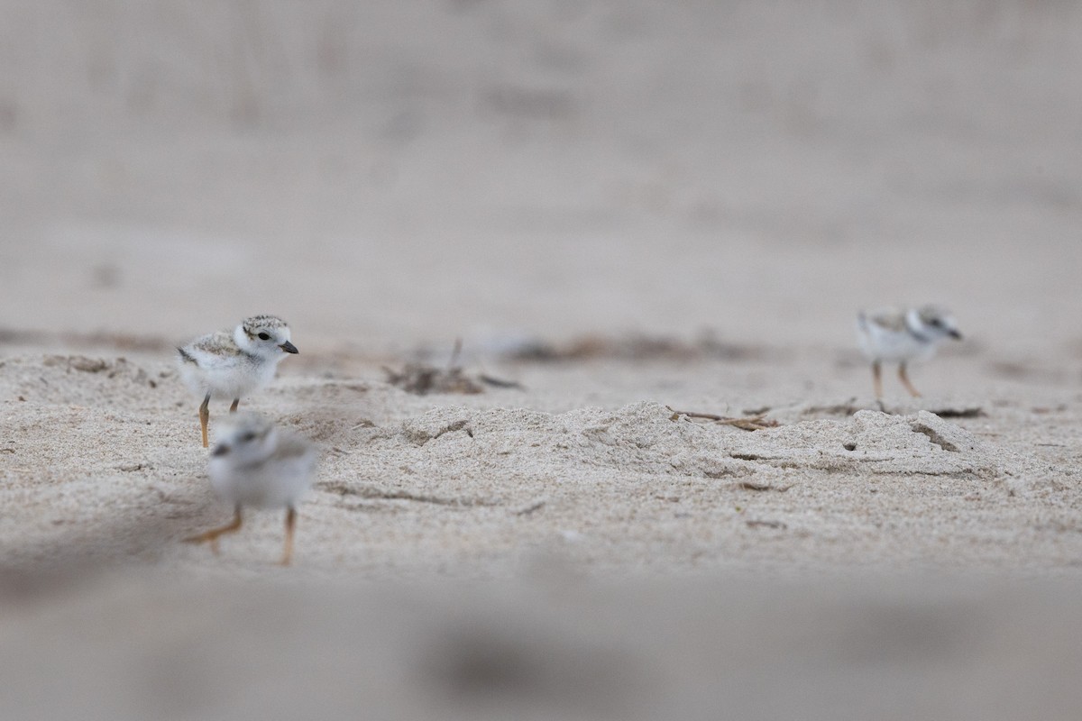 Piping Plover - ML620648210