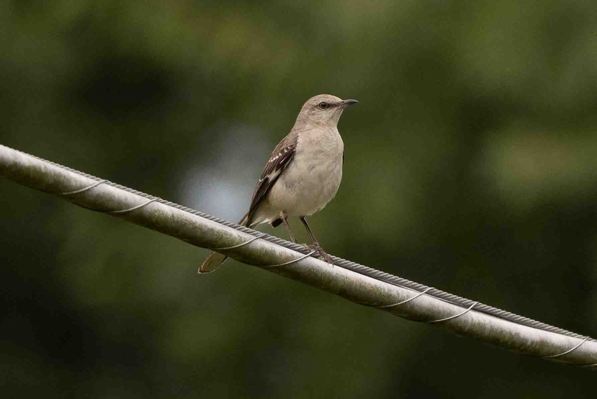 Northern Mockingbird - ML620648215