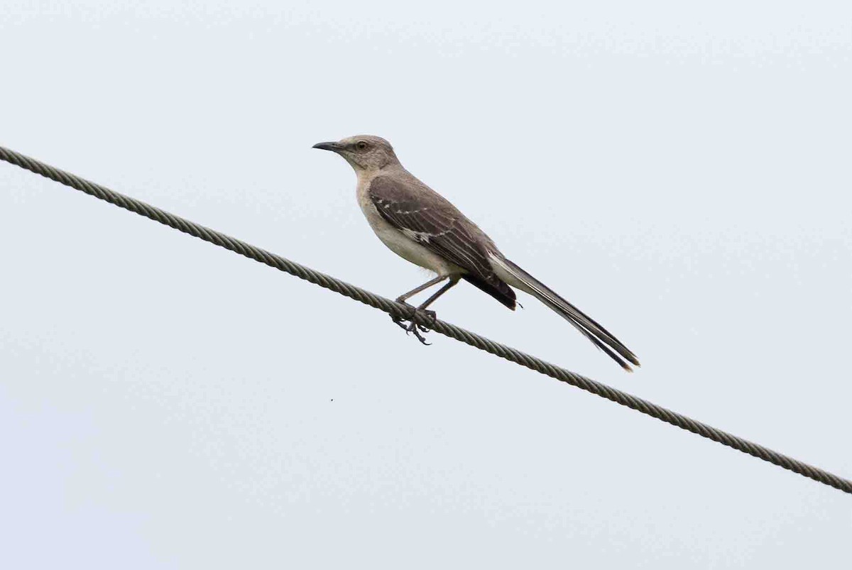 Northern Mockingbird - ML620648216