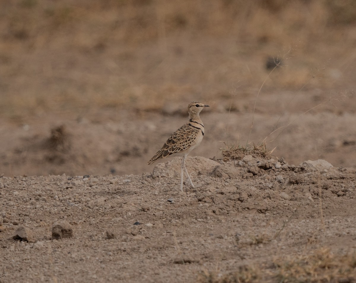 Double-banded Courser - ML620648217