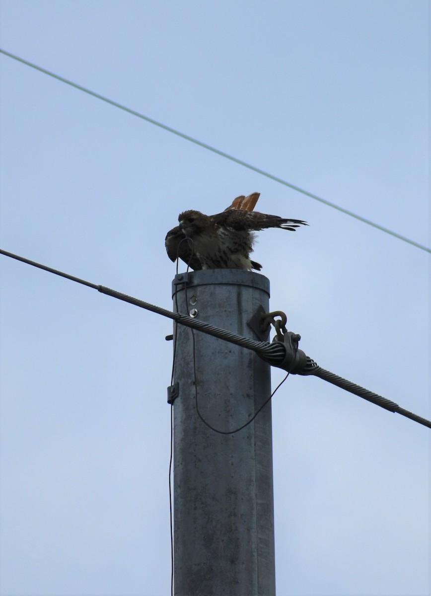 Red-tailed Hawk - ML620648218