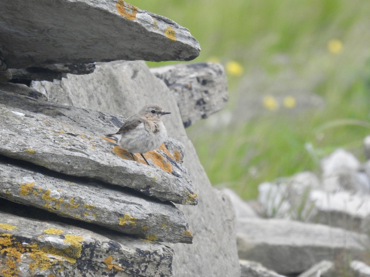 Buztanzuri arrunta (oenanthe/libanotica) - ML620648219