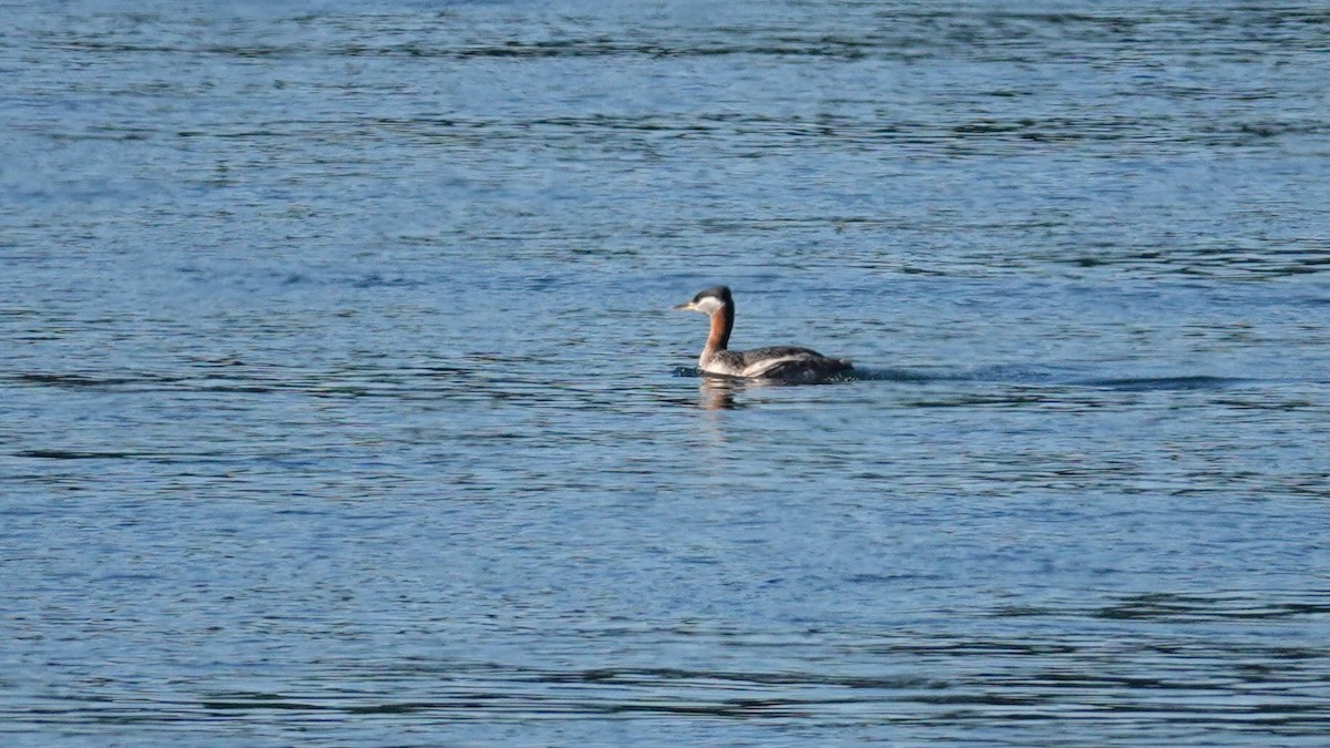 Red-necked Grebe - ML620648225