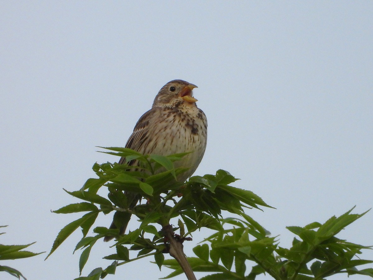 Corn Bunting - ML620648231