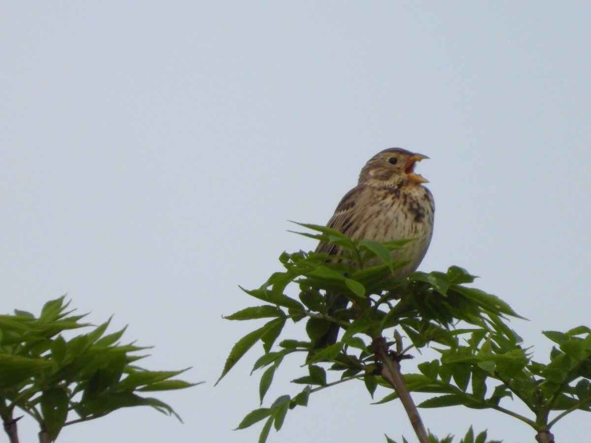 Corn Bunting - ML620648232