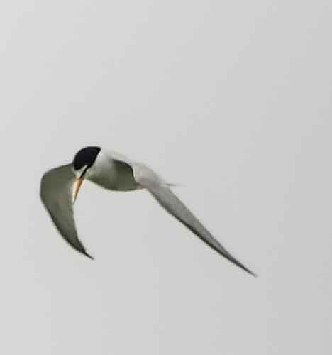 Least Tern - ML620648234