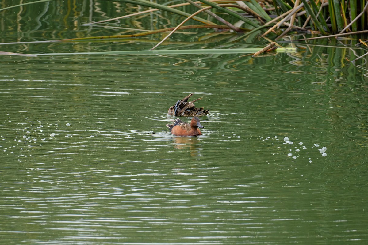 Cinnamon Teal - ML620648238